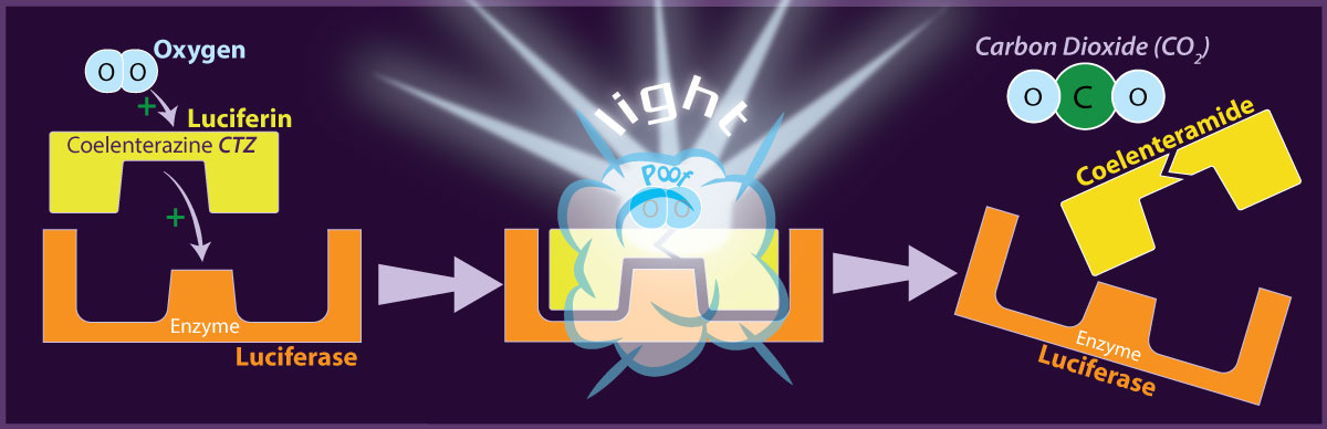 bioluminescent-chemical-reaction-diagram