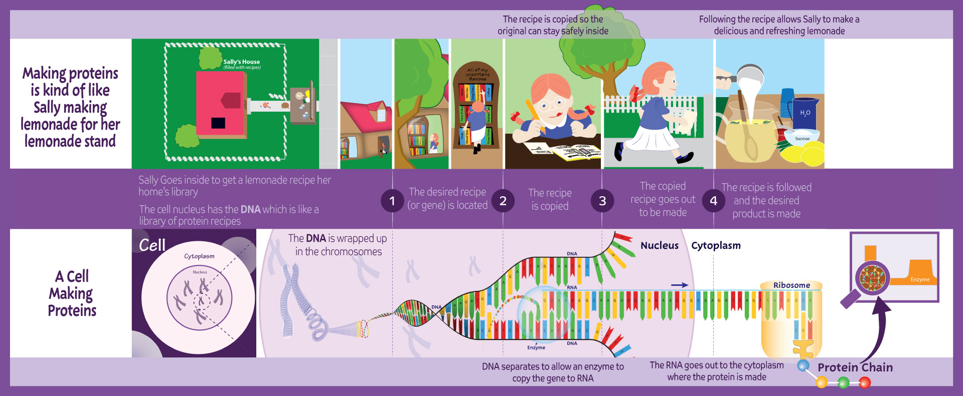 making-of-proteins-diagram