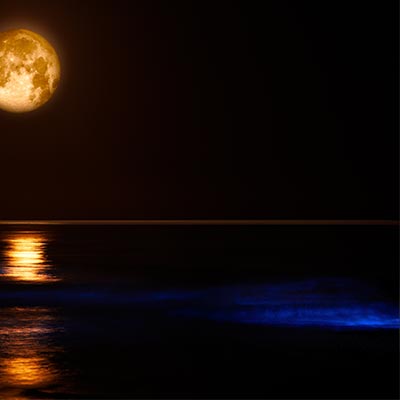 bioluminescent-glowing-wave
